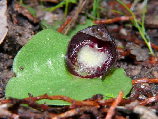 Corysanthes incurvus - Slaty Helmet Orchid.jpg